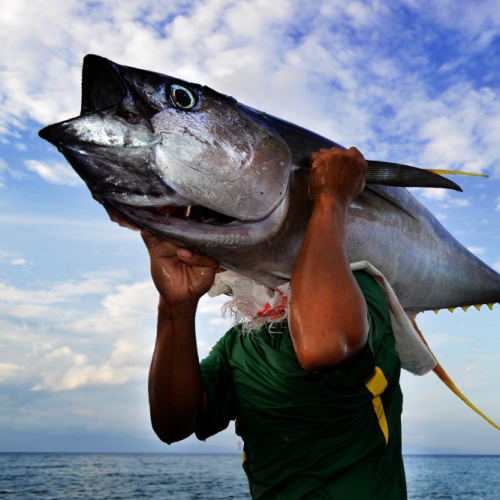 <h1>Sustainable Tuna</h1>
<p style="text-align: right;"><a href="https://support.wwf.org.ph/sustainabletuna/">Read More &gt;</a></p>