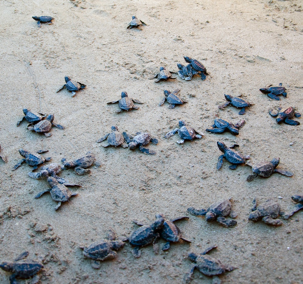 <h1>Sea Turtles Hatch at Hamilo Coast</h1>
<p>Exactly 46 Olive Ridley hatchlings emerged from</p>
<p style="text-align: right;"><a href="https://support.wwf.org.ph/resource-center/story-archives-2017/sea-turtles-find-a-haven-hamilo-coast/">Read More &gt;</a></p>