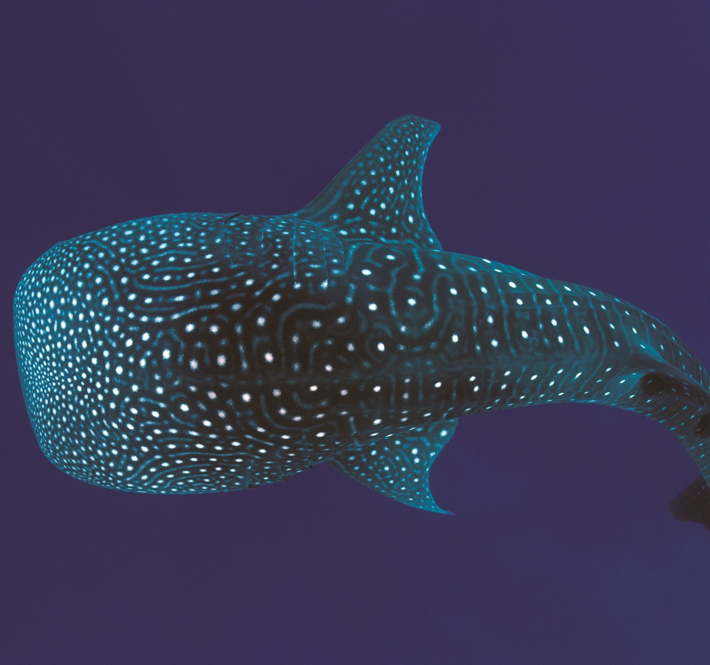 <h1>WWF Statement on Oslob Whale Shark Interactions</h1>
<p>Oslob in the Philippine province of Cebu is among the Philippines’</p>
<p style="text-align: right;"><a href="https://support.wwf.org.ph/resource-center/story-archives-2017/statement-oslob-whale-shark-interarctions/">Read More &gt;</a></p>