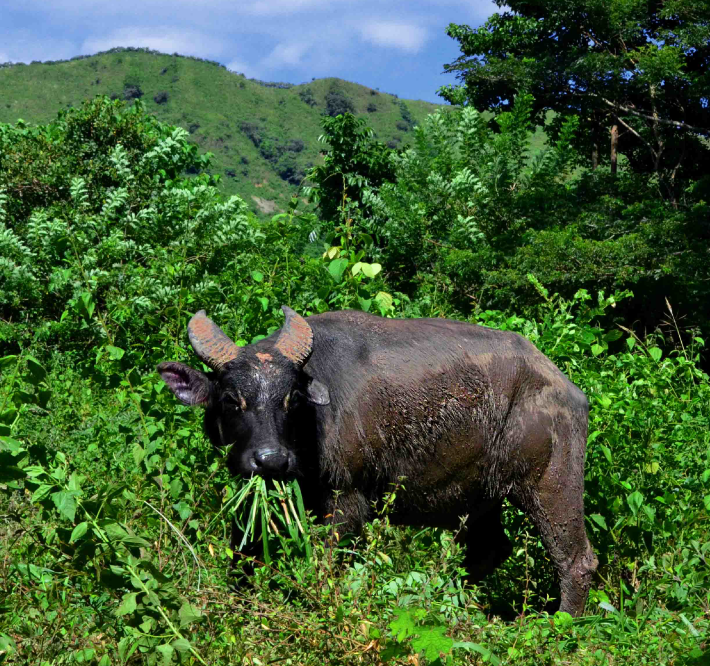 <h1>Saving the World's Rarest Buffalo</h1>
<p>Doubling the number of wild tamaraw by 2020</p>
<p style="text-align: right;"><a href="http://www.arcgis.com/apps/MapJournal/index.html?appid=661eacb568f64105abf57835998ae68c">Read More &gt;</a></p>