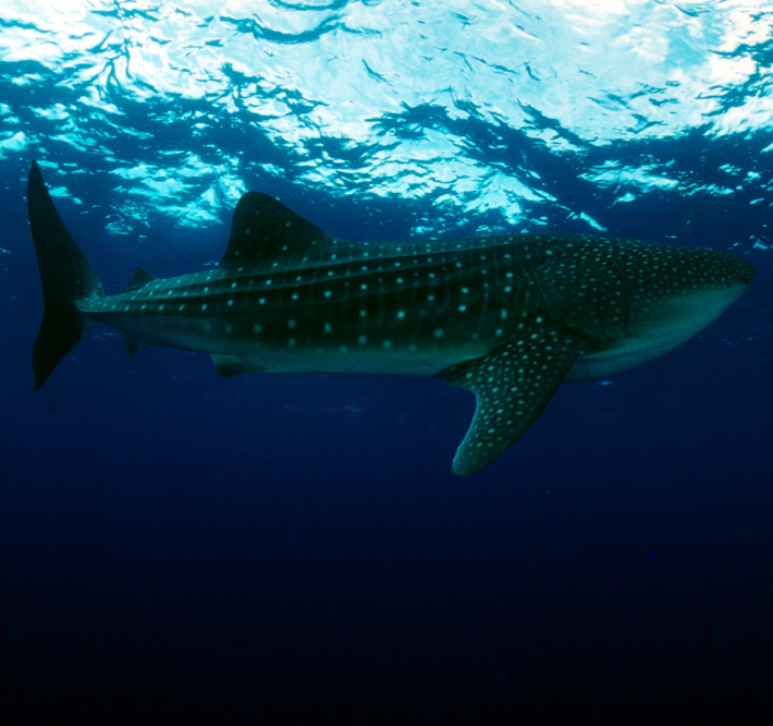 <h1>Sustainable Whale Shark Ecotourism</h1>
<p>Implementing a community-based Whale Shark Ecotourism Program</p>
<p style="text-align: right;"><a href="http://www.arcgis.com/apps/MapJournal/index.html?appid=6f8132ab7acd4f8ab57231094cec0213">Read More &gt;</a></p>