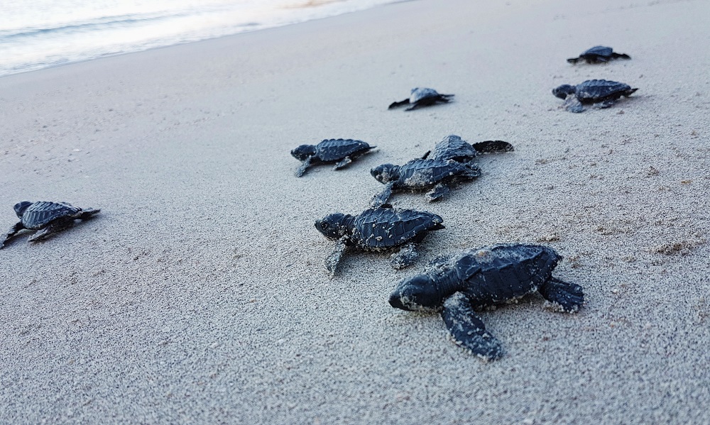 Turtle Hatchlings Hamilo Feb 2017 Photo 2