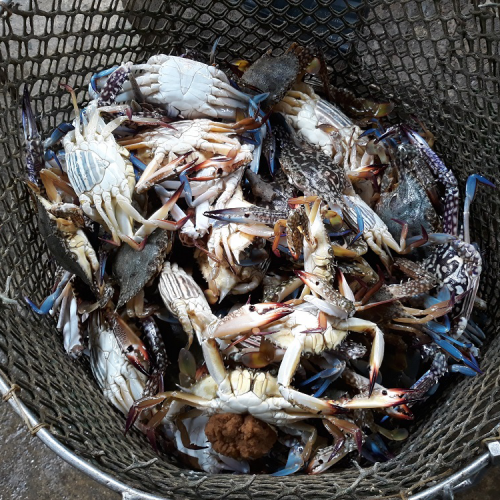 <h1>Blue Swimming Crabs</h1>
<p style="text-align: right;"><a href="https://support.wwf.org.ph/what-we-do/food/blue-swimming-crab-fisheries-improvement-project/" target="_blank" rel="noopener">Read More &gt;</a></p>