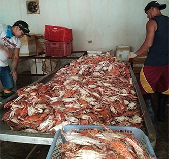 <h1>Blue Crab Sustainability Workshop</h1>
<p>Using a multi-stakeholder management approach</p>
<p style="text-align: right;"><a href="https://support.wwf.org.ph/resource-center/story-archives-2018/fishery-improvement-program-conducts-workshop-on-the-sustainability-of-blue-crab-fishing-in-negros/" target="_blank">Read More &gt;</a></p>