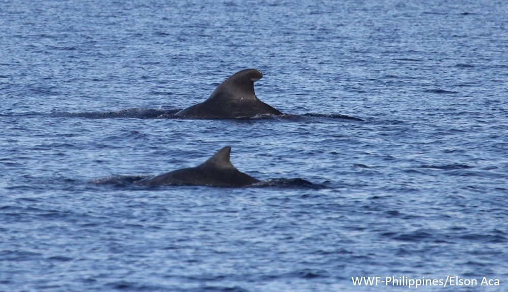 Davao Gulf Sighting Photo 3