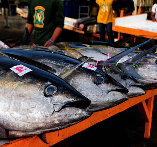 <h1>Freeing Tuna Fishers from Debt</h1>
<p> Through its Partnership Program Towards Sustainable Tuna (PPTST), the World Wide Fund for Nature (WWF) </p>
<p style="text-align: right;"><a href="https://support.wwf.org.ph/what-we-do/food/pptst/hook-to-cook-freeing-tuna-fishers-from-debt/">Read More &gt;</a></p>