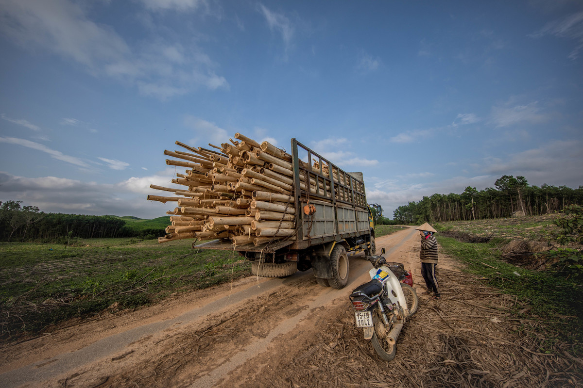 A truck loaded with acacia leaves the plantation. Phu Loc district, Vietnam.