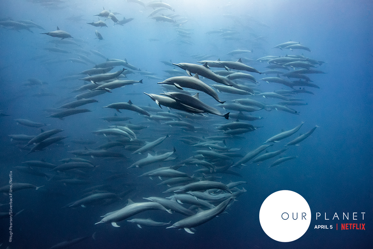 The spinner dolphins thrive here off the coast of Costa Rice as they feed on lanternfish, the most numerous fish in the ocean. Lanternfish live deep down and way out in the open ocean, so they are one of the few fish in the seas that we don't harvest/over harvest. Hence there are plenty left for the wildlife and give us an idea of what a pristine open ocean looks like, sadly an increasingly rare thing to see these days