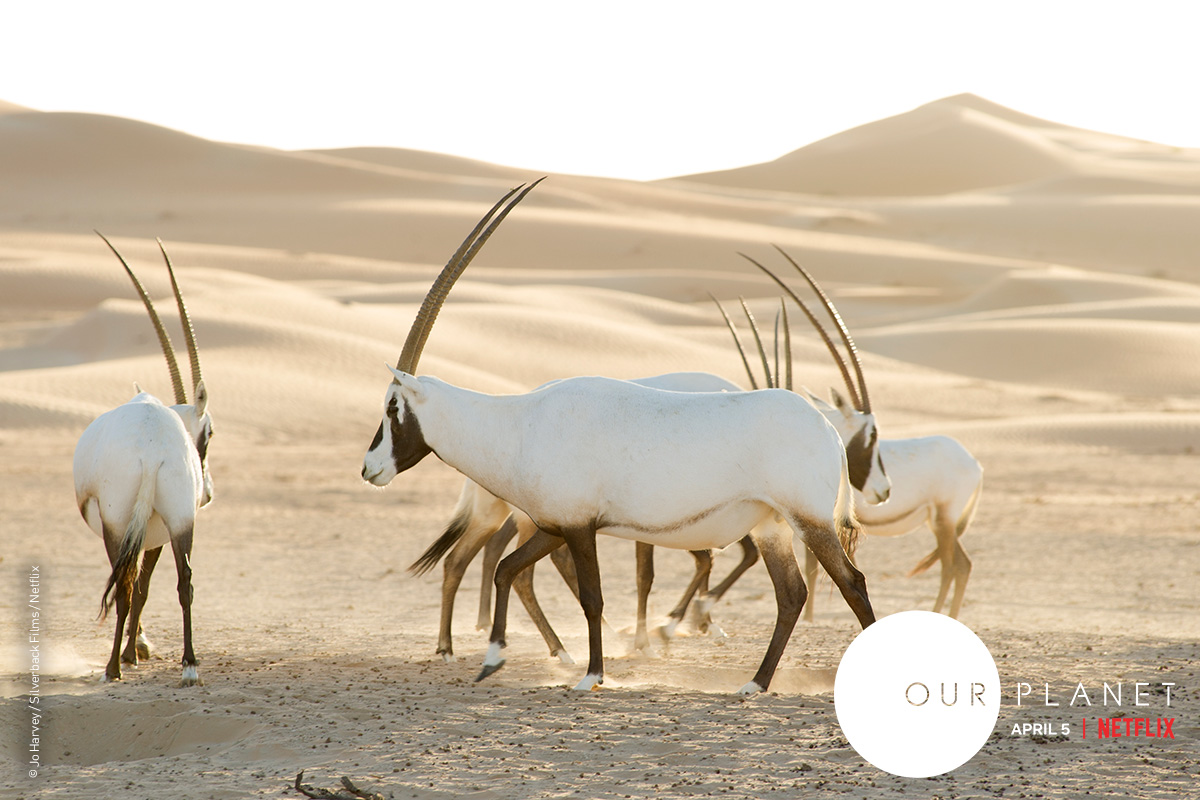 These are Arabian Oryx in the Empty Quarter.  They are part of a reintroduced population after they went extinct in the wild in the 70’s.