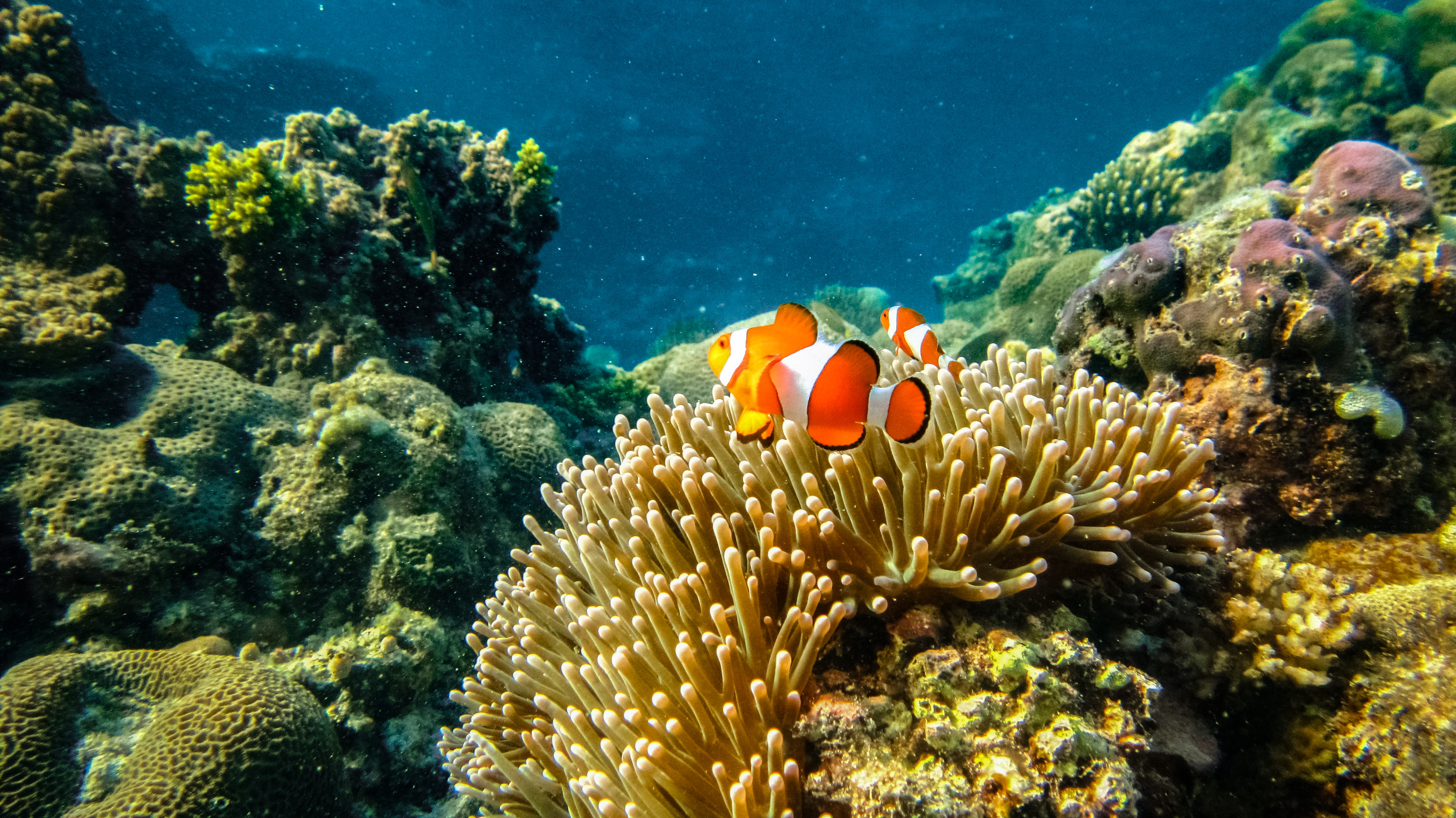 palawan clownfish anemone