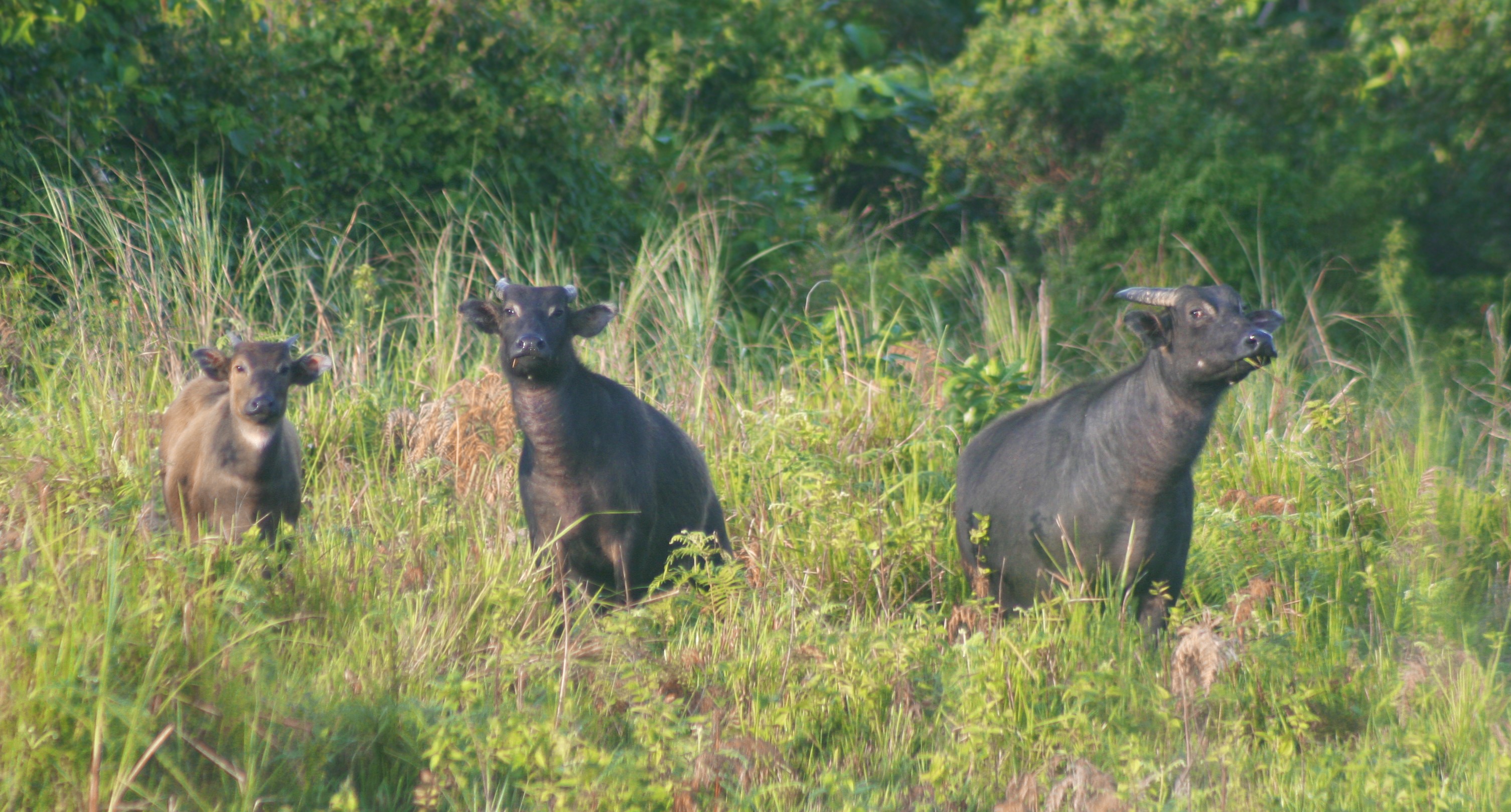 tamaraw article 3