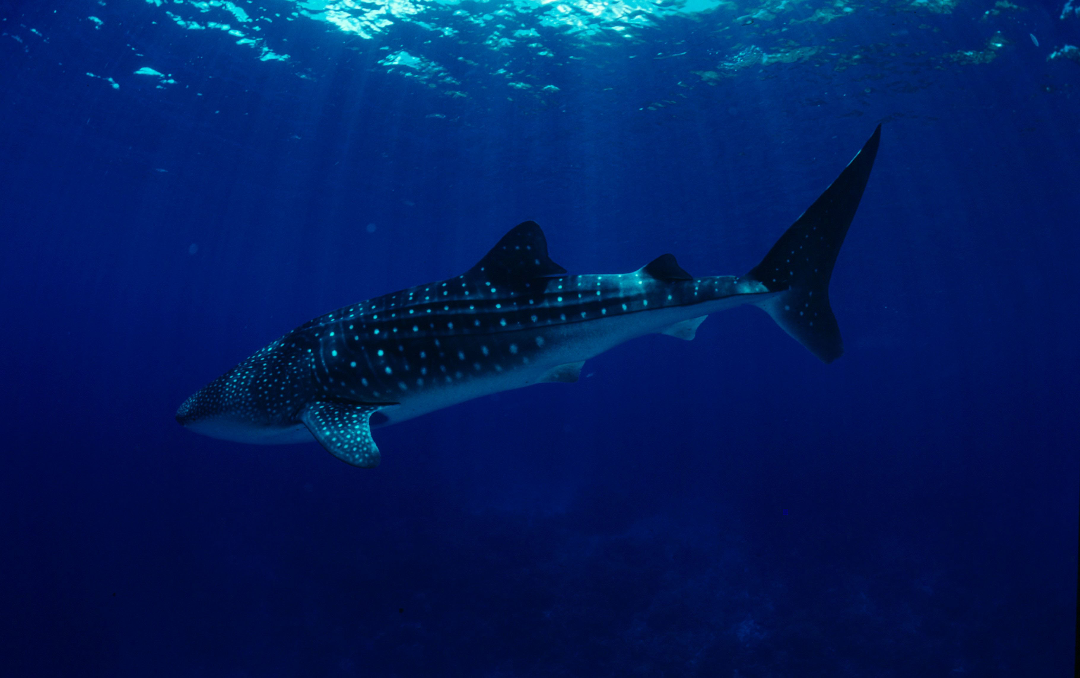 Rhincodon typus
Whale shark swimming

Pacific Ocean