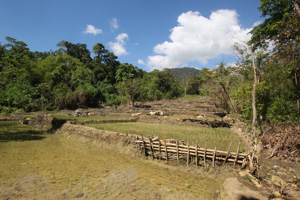 Mindoro Communal Farm - Alo Lantin, WWF-Philippines 1