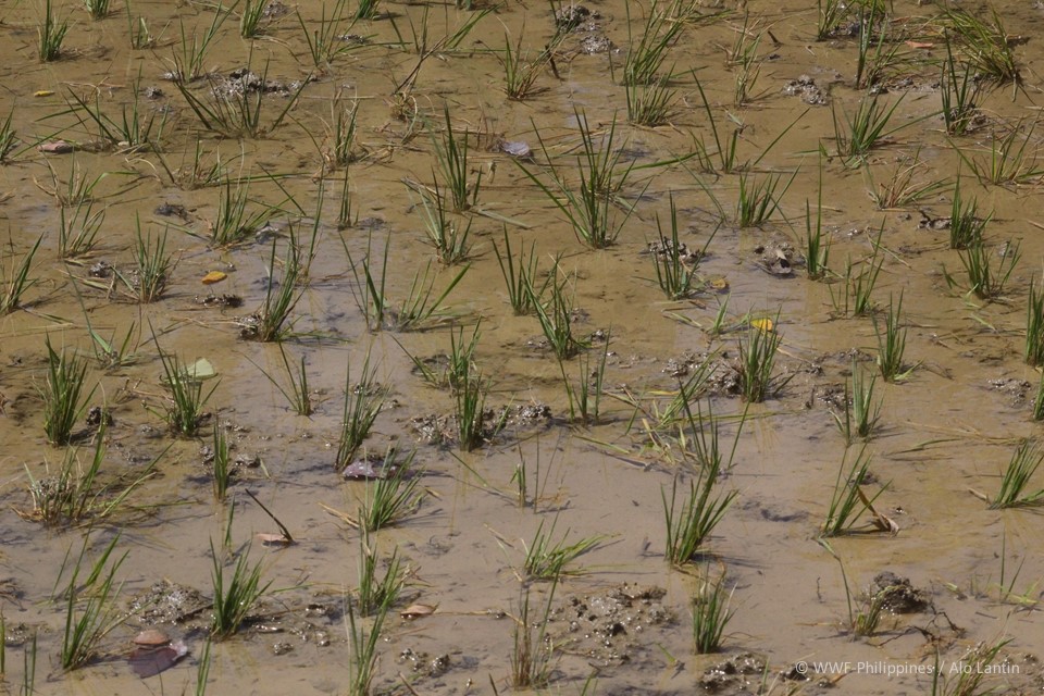 Mindoro Communal Farm - Alo Lantin, WWF-Philippines 2