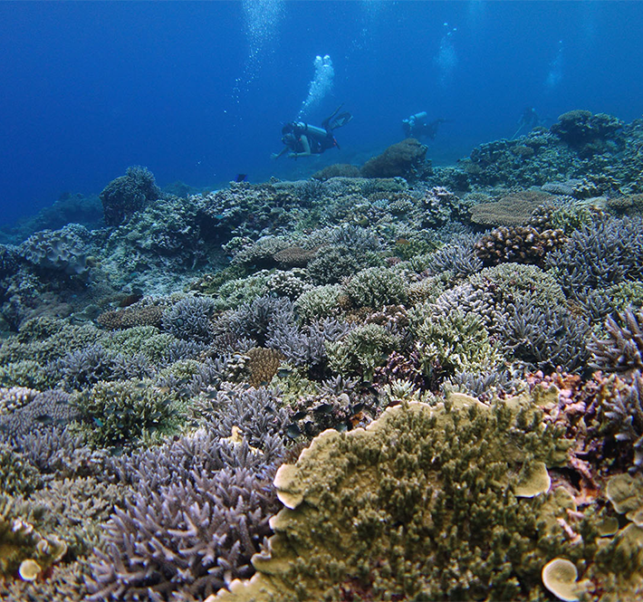 <h1>Reef Monitoring System Vital for Reef Conservation and Management</h1>
<p>Sulu Sea, the richest reef region in the world, is home to 505 coral species and yet we know little about its reefs./p>
<p style="text-align: right;"><a href="https://support.wwf.org.ph/resource-center/story-archives-2019/sulu-sea-reef-monitoring/" target="_blank">Read More &gt;</a></p>