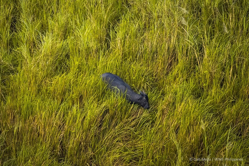 Tamaraw Camera Trap - WWF-Philippines 4