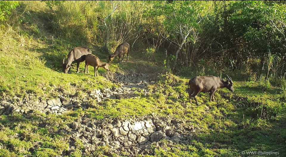 Tamaraw Camera Trap - WWF-Philippines