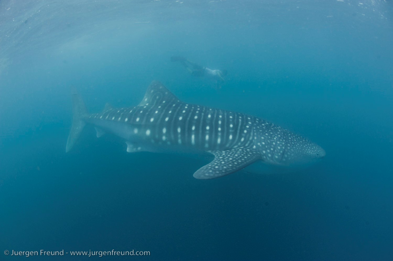 Whale Shark Population Increase 1 - Jurgen Freund