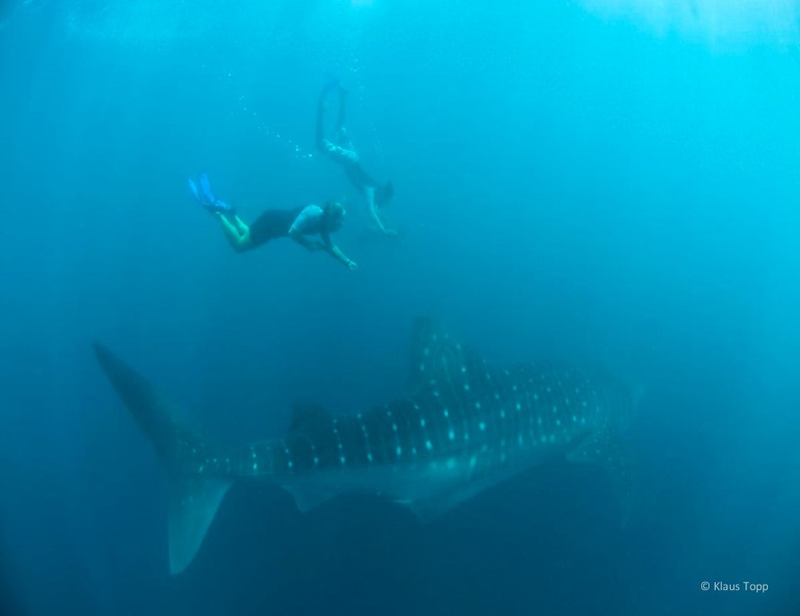 Whale Shark Population Increase 2 - Klaus Topp