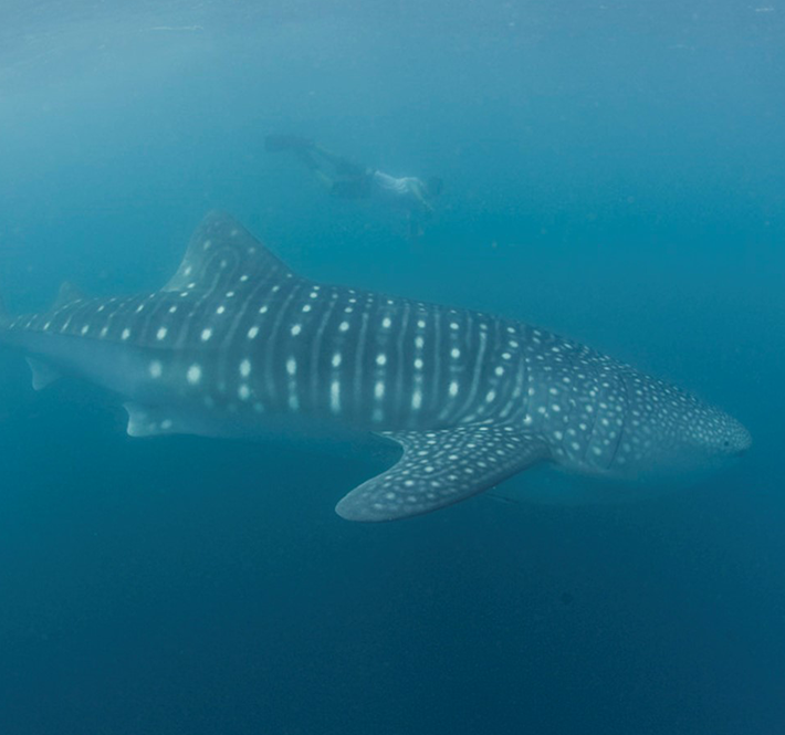 <h1>92 New Whale Sharks Spotted in Donsol, Philippines</h1>
<p>92 new whale shark individuals have been identified in Ticao Pass off the coast of Donsol/p>
<p style="text-align: right;"><a href="https://support.wwf.org.ph/resource-center/story-archives-2019/92whalesharks/" target="_blank" rel="noopener noreferrer">Read More &gt;</a></p>