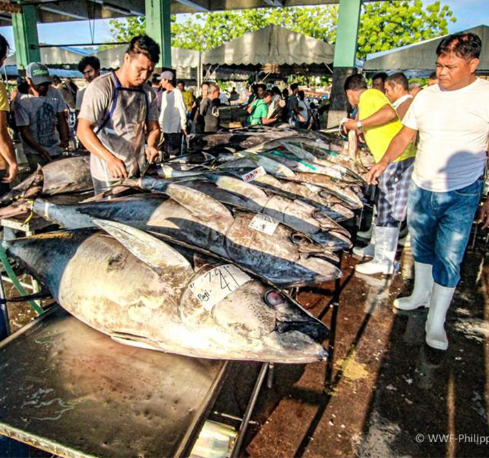 <h1>WWF-Philippines Pushes for Traceability Guidelines with NFARMC</h1>
<p>Fisheries across the Philippines have started to collapse – but solutions sit on the horizon./p>
<p style="text-align: right;"><a href="https://support.wwf.org.ph/resource-center/story-archives-2019/wwf-lobbies-with-nfarmc/" target="_blank" rel="noopener noreferrer">Read More &gt;</a></p>