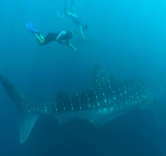 <h1>Statement on Whale Shark Feeding Reports in Lila, Bohol</h1>
<p>The Philippines hosts the second largest known population of whale sharks in the world - a total of 705 individuals./p>
<p style="text-align: right;"><a href="https://support.wwf.org.ph/resource-center/story-archives-2019/statement-on-whale-shark-feeding-bohol/" target="_blank" rel="noopener noreferrer">Read More &gt;</a></p>