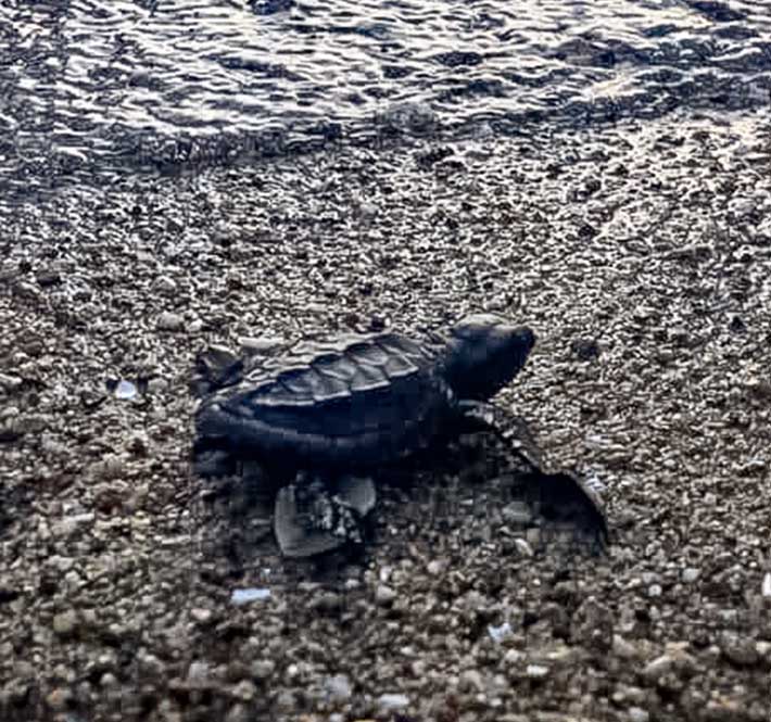 <h1>Baby Olive Ridley Turtles Introduced to the Wild in Donsol, Sorsogon</h1>
<p>New life returns to the seas around Bicol – with a little helping hand from some friends./p>
<p style="text-align: right;"><a href="https://support.wwf.org.ph/resource-center/story-archives-2020/olive-ridley-turtle-sorsogon/" target="_blank" rel="noopener noreferrer">Read More &gt;</a></p>