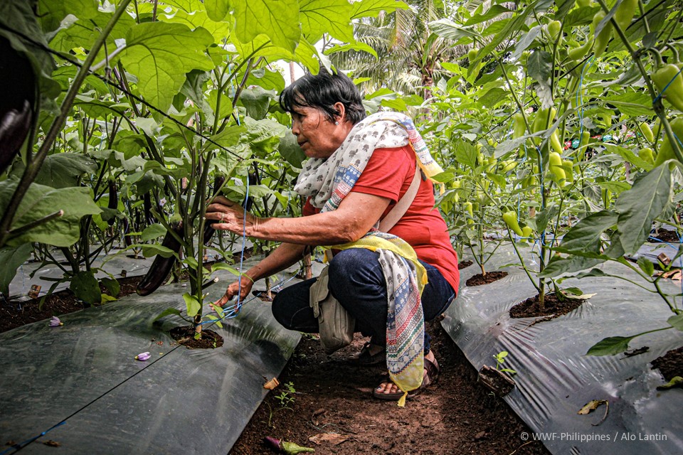 Sustainable Farming OpEd - Alo Lantin, WWF-Philippines 1