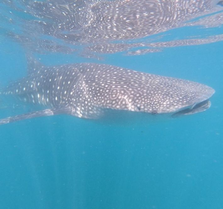 <h1>19 New Whale Sharks Identified in Donsol Throughout 2020</h1>
<p>The World Wide Fund for Nature (WWF) Philippines has identified 19 new individual whale sharks/p>
<p style="text-align: right;"><a href="https://support.wwf.org.ph/resource-center/story-archives-2020/19-new-whale-sharks/" target="_blank" rel="noopener noreferrer">Read More &gt;</a></p>