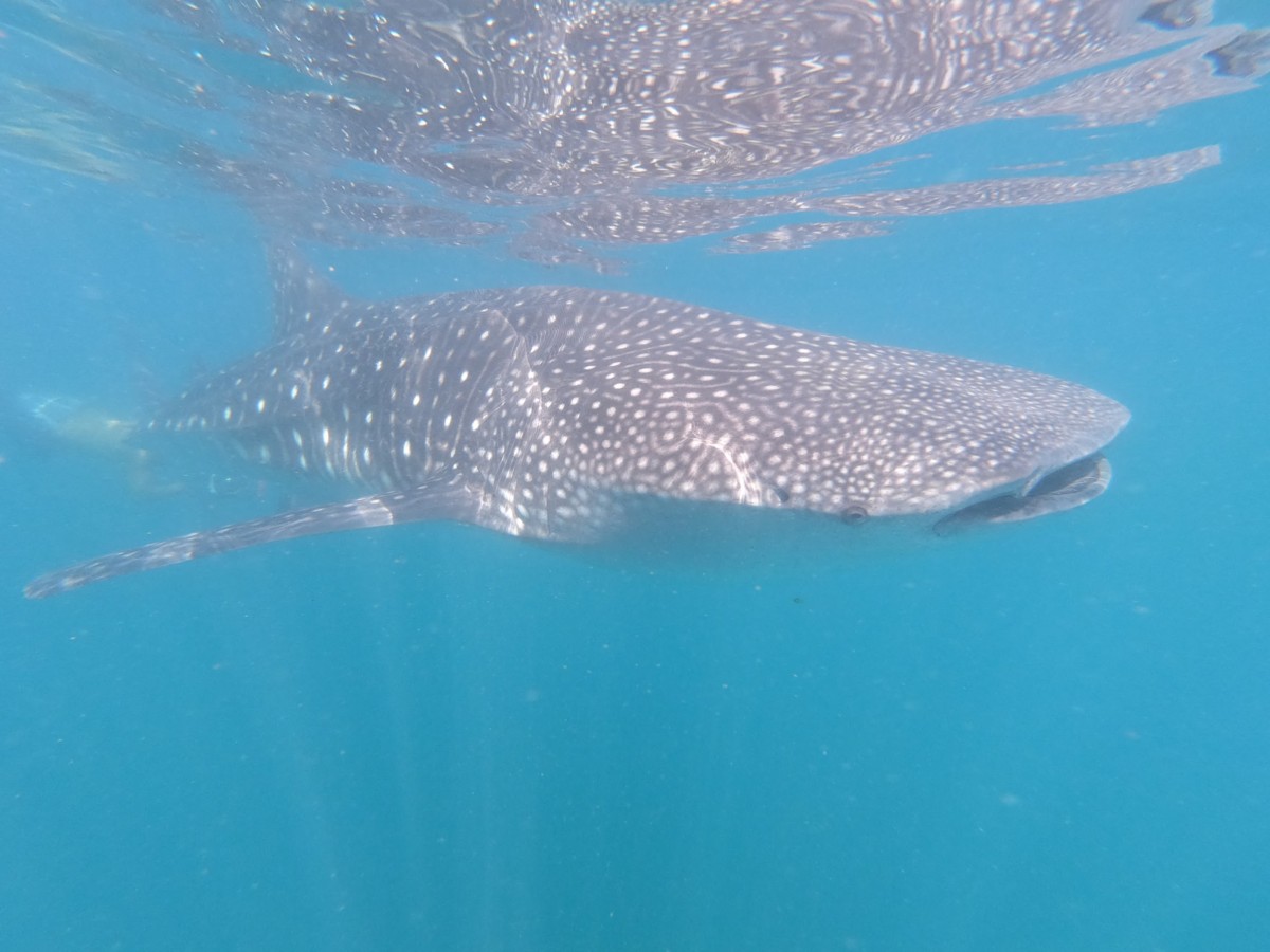 Whale Shark Population Update 2020-1