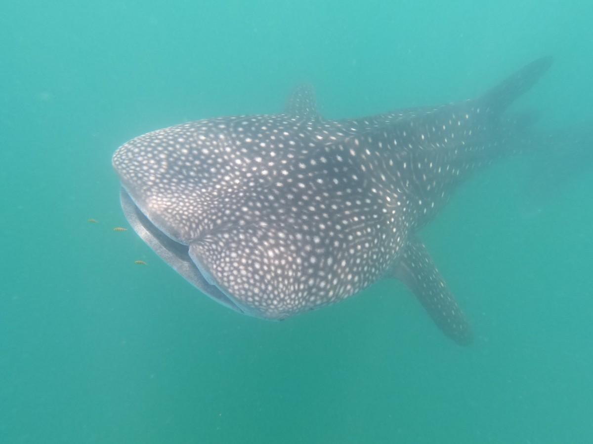 Whale Shark Population Update 2020-2