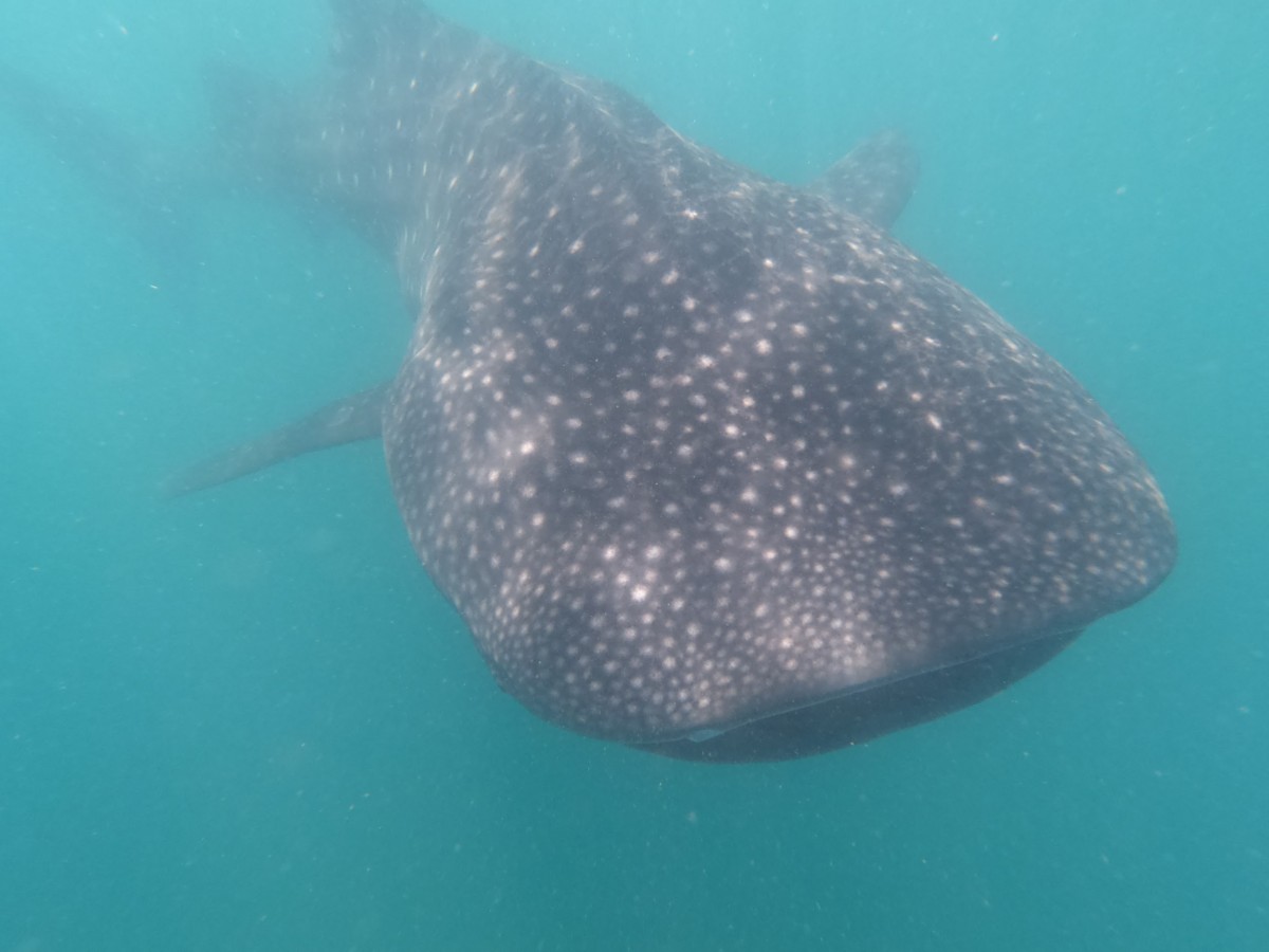 Whale Shark Population Update 2020-3