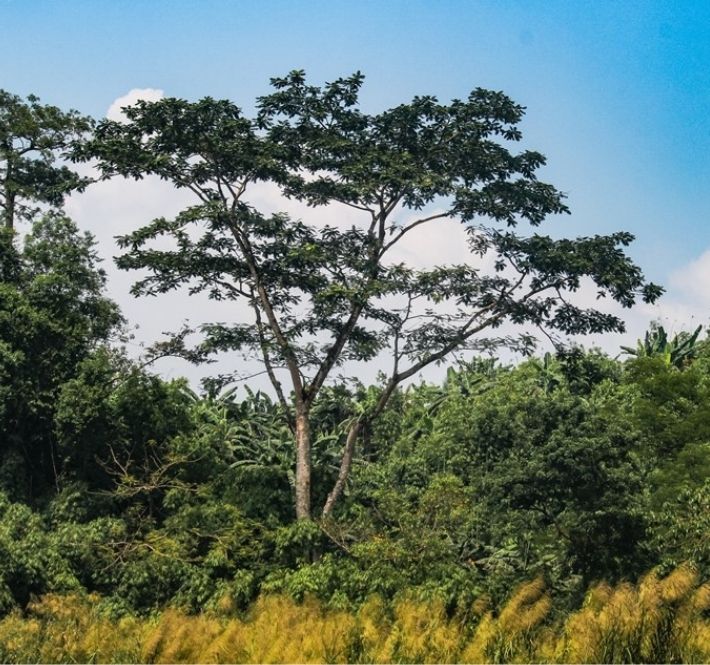 <h1>20,000 Seedlings Ready for Planting in Ipo Watershed</h1>
<p>The World Wide Fund for Nature (WWF) Philippines, together with GCash, stand poised to plant some 20,000 seedlings across Ipo Watershed. /p>
<p style="text-align: right;"><a href="https://support.wwf.org.ph/resource-center/story-archives-2020/20000-seedlings-ipo-watershed/" target="_blank" rel="noopener noreferrer">Read More &gt;</a></p>