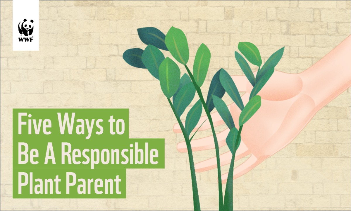 Five Ways to Be A Responsible Plant Parent_