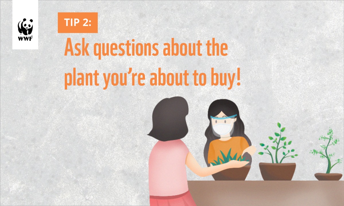 Five Ways to Be A Responsible Plant Parent_3