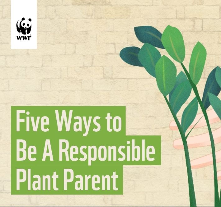 <h1>Five Ways to Be A Responsible Plant Parent</h1>
<p>Nowadays, everyone wants to be a plantito, plantita, or halamom. /p>
<p style="text-align: right;"><a href="https://support.wwf.org.ph/resource-center/story-archives-2020/five-ways-responsible-plant-owner/" target="_blank" rel="noopener noreferrer">Read More &gt;</a></p>