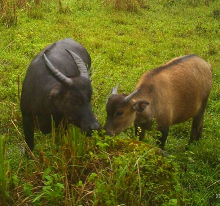 <h1>WWF-Philippines’ Statement on the Reported Tamaraw Poaching Incident in Mt. Iglit-Baco Protected Area</h1>
<p>WWF-Philippines strongly condemns the Tamaraw poaching incident reported to have/p>
<p style="text-align: right;"><a href="https://support.wwf.org.ph/resource-center/story-archives-2020/tamaraw-poaching/" target="_blank" rel="noopener noreferrer">Read More &gt;</a></p>