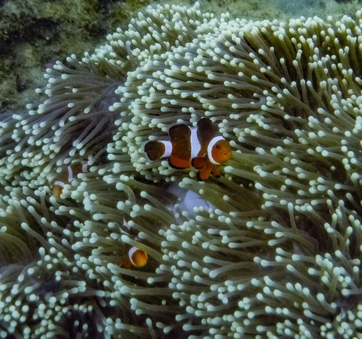 <h1>Fish Return to Damaged Reefs in Sorsogon</h1>
<p>A recent study conducted by the World Wide Fund for Nature (WWF) Philippines,/p>
<p style="text-align: right;"><a href="https://support.wwf.org.ph/resource-center/story-archives-2020/fish-return-to-sorsogon/" target="_blank" rel="noopener noreferrer">Read More &gt;</a></p>