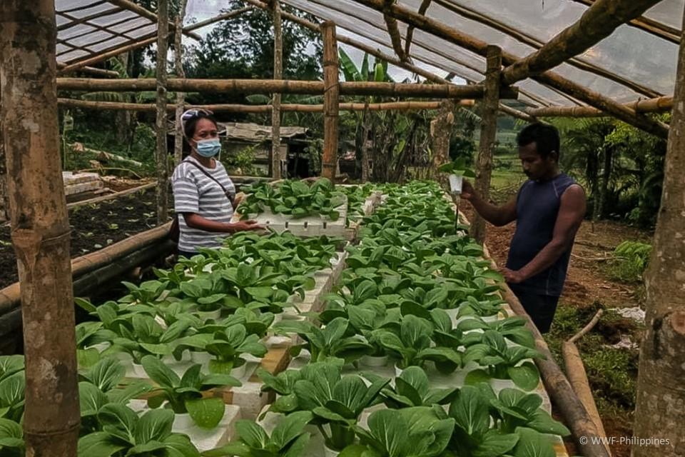 Food Shed Aquaponics 3