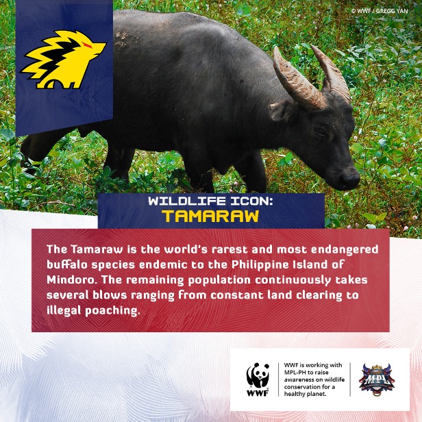 WWF-Philippines teams up with MPL-Philippines to achieve Victory for Nature! 3