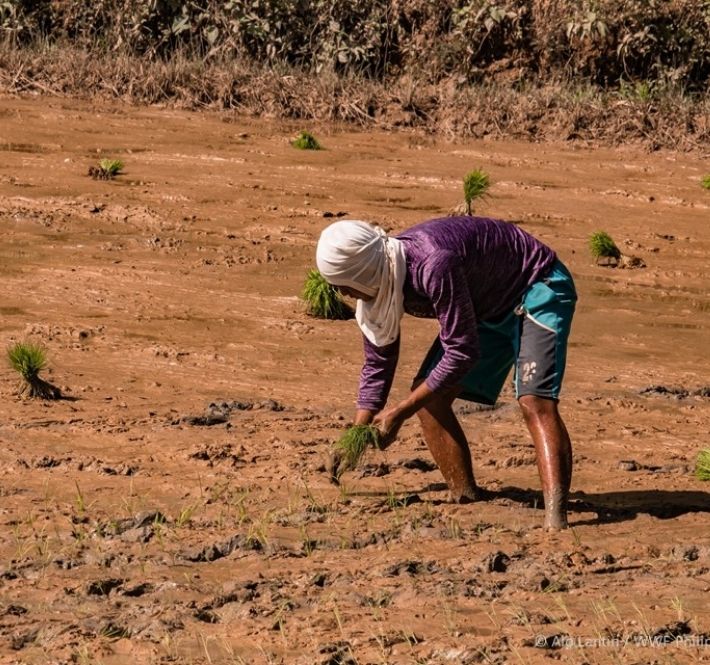 <h1>WWF-Philippines, Cisco Systems make pitch for food security in Northern Palawan amid pandemic</h1>
<p>In a bid for sustainable food security, the World Wide Fund for Nature (WWF) Philippines,</p>
<p style="text-align: right;"><a href="https://support.wwf.org.ph/resource-center/story-archives-2021/cisco-systems-make-pitch-for-food-security/" target="_blank" rel="noopener noreferrer">Read More &gt;</a></p>