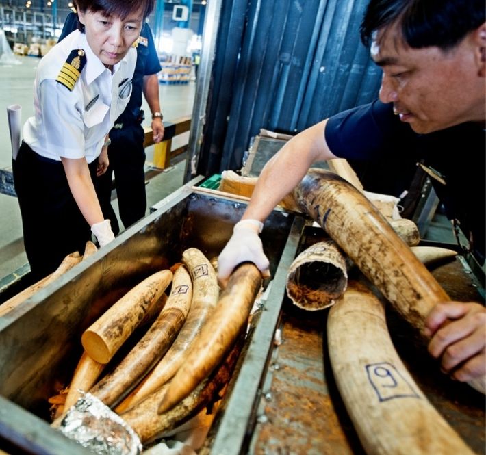 <h1>WWF urges governments to commit to halting illegal wildlife trade</h1>
<p>We need to act immediately to strengthen our response towards transnational wildlife crime which</p>
<p style="text-align: right;"><a href="https://support.wwf.org.ph/resource-center/story-archives-2021/illegal-wildlife-trade/" target="_blank" rel="noopener noreferrer">Read More &gt;</a></p>