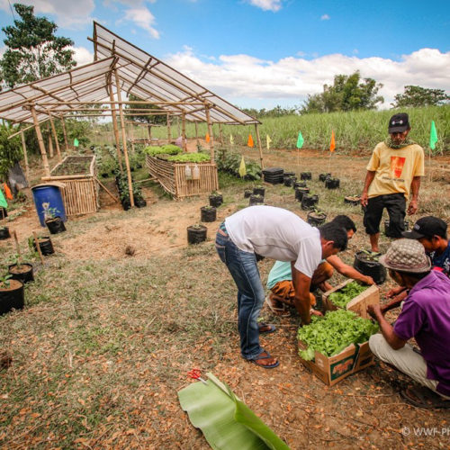 <h1> On World Food Day, foodsheds offer hope in lockdown-stricken communities
 </h1>
<p> When the lockdowns started in March 2020, a lot of families had to suffer immense hunger and poverty stemming from the closure of businesses and absence of reliable sources of livelihood. 
 </p>
<p style="text-align: right;"><a href="https://support.wwf.org.ph/resource-center/story-archives-2021/on-world-food-day-foodsheds-offer-hope-in-lockdown-stricken-communities/" target="_blank" rel="noopener noreferrer">Read More &gt;</a></p>