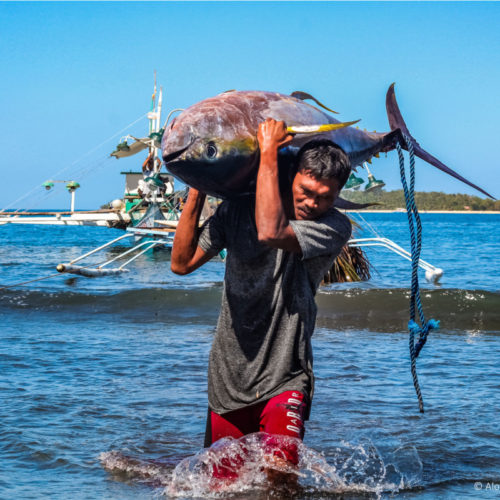 <h1> Small-Scale Tuna Fishers Earn MSC Certification in Historical First
 </h1>
<p> Small-scale fishers bring home a big win on the road towards sustainable fisheries.
 </p>
<p style="text-align: right;"><a href="https://support.wwf.org.ph/resource-center/story-archives-2021/small-scale-tuna-fishers-earn-msc-certification-in-historical-first/" target="_blank" rel="noopener noreferrer">Read More &gt;</a></p>