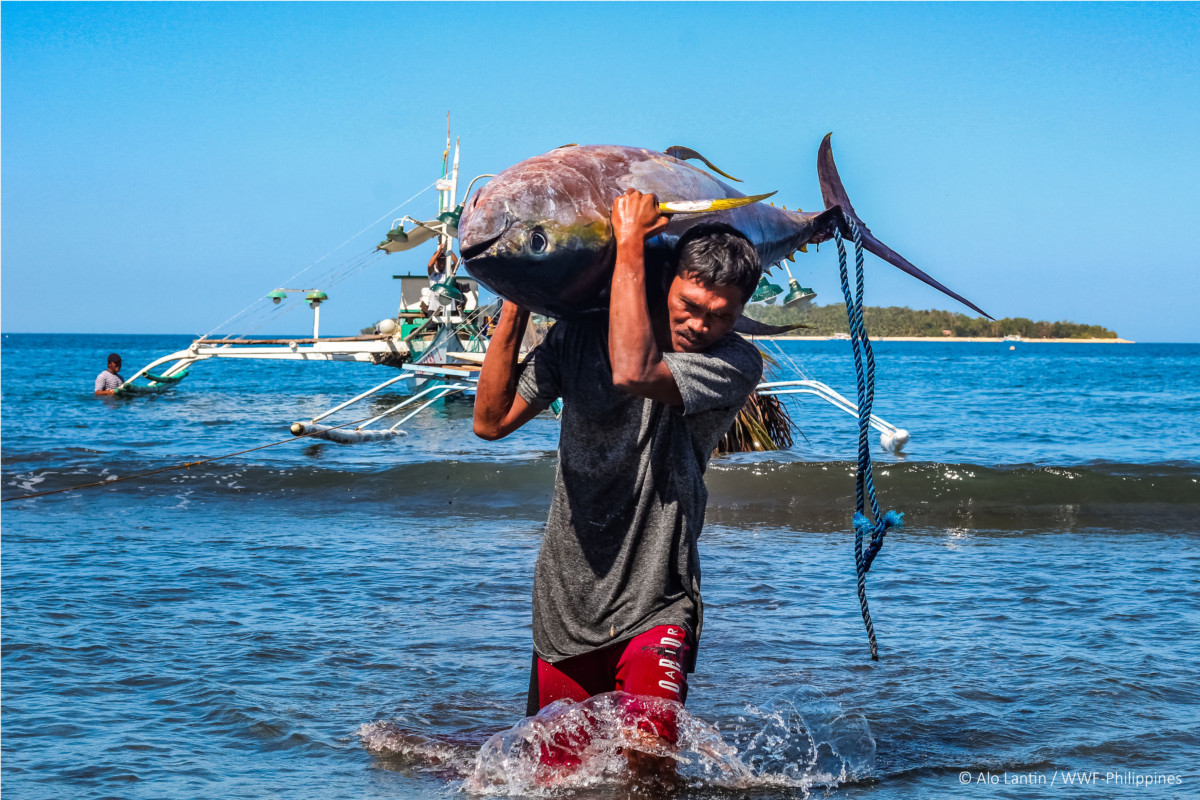 <h1> Small-Scale Tuna Fishers Earn MSC Certification in Historical First
 </h1>
<p> Small-scale fishers bring home a big win on the road towards sustainable fisheries.
 </p>
<p style="text-align: right;"><a href="https://support.wwf.org.ph/resource-center/story-archives-2021/small-scale-tuna-fishers-earn-msc-certification-in-historical-first/" target="_blank" rel="noopener noreferrer">Read More &gt;</a></p>