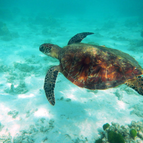 <h1>WWF kickstarts ShellBank - a global genetic database to trace and protect sea turtles from poaching and the illegal trade
</h1>
<p style="text-align: right;"><a href="https://support.wwf.org.ph/resource-center/story-archives-2022/wwf-kickstarts-shellbank-a-global-genetic-database-to-trace-and-protect-sea-turtles-from-poaching-and-the-illegal-trade/">Read More &gt;</a></p>