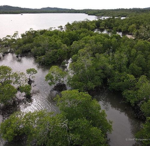 <h1>Balabac launches mangrove restoration to build ecosystem and community resilience</h1>
<p style="text-align: right;"><a href="https://support.wwf.org.ph/resource-center/story-archives-2022/balabac-launches-mangrove-restoration-to-build-ecosystem-and-community-resilience/">Read More &gt;</a></p>