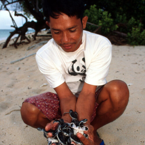 WWF researcher with newly hatched sea turtles. Turtle Island. Philippines