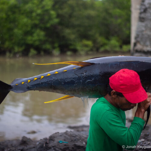 <h1>How does Climate Change affect Occidental Mindoro’s Tuna Fishers?</h1>
<p style="text-align: right;"><a href="https://support.wwf.org.ph/what-we-do/food/projectbuhay/how-does-climate-change-affect-occidental-mindoros-tuna-fishers/">Read More &gt;</a></p>