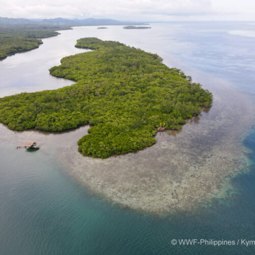 <h1>Building a stronger and more climate-resilient future for communities in Palawan through mangroves</h1>
<p style="text-align: right;"><a href="https://support.wwf.org.ph/resource-center/story-archives-2023/building-a-stronger-and-more-climate-resilient-future-for-communities-in-palawan-through-mangroves/">Read More &gt;</a></p>